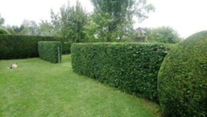 Jardinier professionnel à bas prix., Tuin en Terras, Gras en Kunstgras, Ophalen