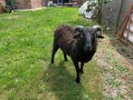 zwart ouessant bokje, Dieren en Toebehoren