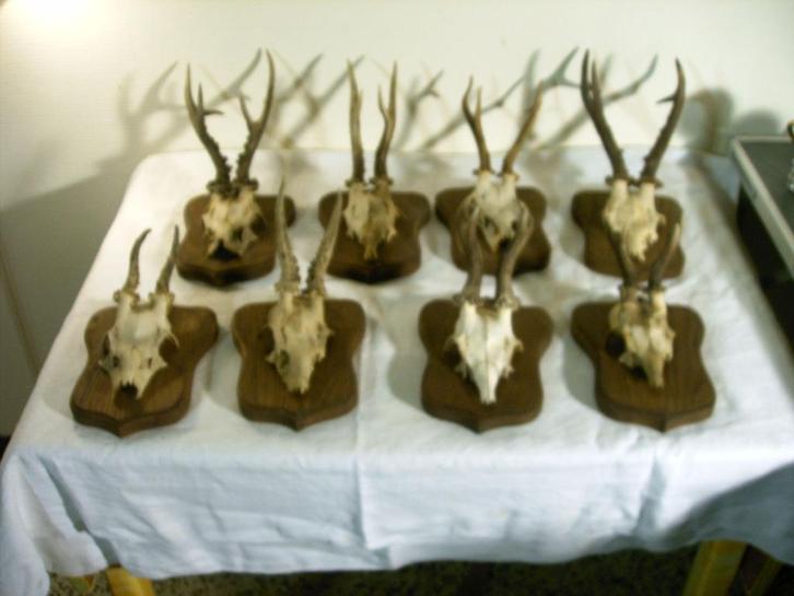 8 bois de cerf., Collections, Collections Animaux, Utilisé, Bois ou Tête, Cerf, Enlèvement ou Envoi