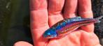 Notropis chrosomus type 2 voor vijver of koudwater-aquarium, Dieren en Toebehoren, Overige soorten