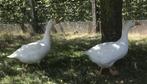 Ganzen, Dieren en Toebehoren, Maart