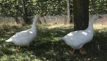 Ganzen beschikbaar voor biedingen