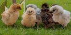 Kuikens USA Zijdehoenders, Animaux & Accessoires, Volatiles, Plusieurs animaux, Poule ou poulet