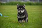 Chiots Shiba Inu disponibles ici en différentes couleurs, Animaux & Accessoires, Plusieurs, Belgique, 8 à 15 semaines, Parvovirose