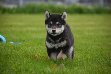 Chiots Shiba Inu disponibles ici en différentes couleurs