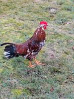 2 x Leghorn porselein Haan te koop, Dieren en Toebehoren