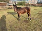 Veulen - hengst, Dieren en Toebehoren, Hengst, Springpaard