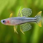 Pseudogumil Gertrudae Aru2 - Lieu : Heerlen, Pays-Bas, Poisson, Poisson d'eau douce, Banc de poissons