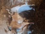 Jonge dwerggeitjes, Dieren en Toebehoren, Meerdere dieren, Geit, 0 tot 2 jaar