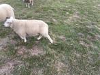 Dieren en toebehoren, Dieren en Toebehoren, Schapen, Geiten en Varkens, Mannelijk, Schaap, 0 tot 2 jaar