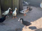 Loopeenden, Dieren en Toebehoren, Pluimvee, Meerdere dieren, Eend
