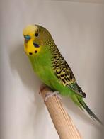 Bush budgie graspakieten, Plusieurs animaux, Perruche, Bagué