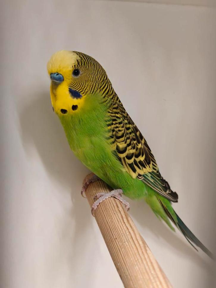 Bush budgie grasparkieten, Animaux & Accessoires, Oiseaux | Perruches & Perroquets, Perruche, Plusieurs animaux, Bagué