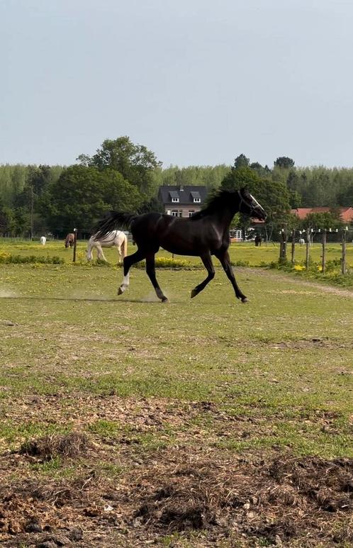Prachtige zwarte Merrie (4yo), Dieren en Toebehoren, Paarden, Merrie, Niet van toepassing, 160 tot 165 cm, 3 tot 6 jaar, Springpaard