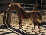 Welsh merrie veulen, Dieren en Toebehoren, Merrie, B