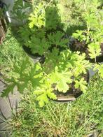 Pelargonium Graveolens de klassieke citroengeranium groot, Maison & Meubles, Plantes d'intérieur, Plante à fleurs, Plein soleil