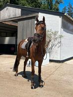 Getalenteerde merrie 2020 Amadeo van het vossenhofXCassanova, Dieren en Toebehoren, Paarden, Merrie, Springpaard, Gechipt, 3 tot 6 jaar