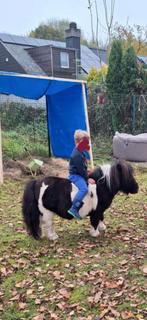 Poney, Enlèvement, Utilisé