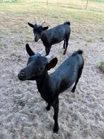 Dwerggeitjes, Dieren en Toebehoren, Schapen, Geiten en Varkens