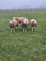 Texel schapen te koop rammen