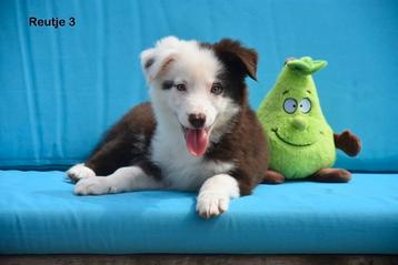 Prachtige Chocolade kleurige Border collie reutjes  beschikbaar voor biedingen