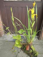 Gele lis  iris pseudacorus en dotterbloem, Ophalen, Volle zon, Vaste plant, Zomer