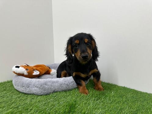 Langharige Dwergteckel puberpup, Dieren en Toebehoren, Honden | Teckels en Dashonden, Reu, Langhaar, Dwerg, Fokker | Professioneel