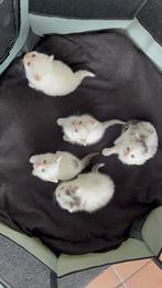 Kıttens, Dieren en Toebehoren, Katten-accessoires, Ophalen