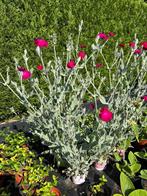 Prikneus, Tuin en Terras, Planten | Tuinplanten, Ophalen