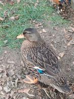 wilde eenden, Dieren en Toebehoren, Eend