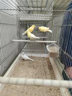 Kanaries, Dieren en Toebehoren