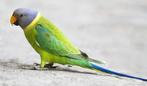 verdunde pruimenkop en opaline, Dieren en Toebehoren, Vogels | Parkieten en Papegaaien, Meerdere dieren, Parkiet, Geringd