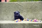 Prachtige Pomchi pupjes, Dieren en Toebehoren, Honden | Chihuahua's en Gezelschapshonden, België, Overige rassen, CDV (hondenziekte)