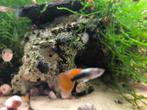 Aquarium sier slakken, Dieren en Toebehoren, Slak of Weekdier