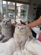 2 Lieve kittens Britjes zoeken nog een huisje, Meerdere dieren, Gechipt, 0 tot 2 jaar