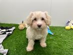 Maltipoo pups, België, 8 tot 15 weken, CDV (hondenziekte), Meerdere