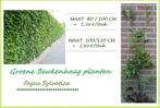 FORSE BEUKENHAAG FAGUS SYLVATICA 80/100 CM = 2,3o€/Stuk, Tuin en Terras, Planten | Struiken en Hagen, Haag, Beukenhaag, Ophalen