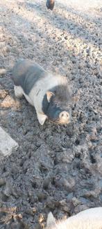 2 volwassen mannelijke hangbuik varkens, Animaux & Accessoires, Moutons, Chèvres & Cochons, Mâle, 0 à 2 ans