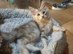 Prachtig Maine coon kitten met stamboom, Dieren en Toebehoren, Katten en Kittens | Raskatten | Langhaar, Poes, Gechipt, 0 tot 2 jaar