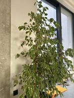 Benjamin Ficus verstevigd in binnenpot +160cm, Ficus, 150 tot 200 cm, Ophalen of Verzenden, Halfschaduw