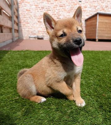 Chiots Shiba Inu espiègles (parents présents)