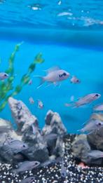 Princess van burundi, Dieren en Toebehoren, Vis, Zoetwatervis, Schoolvis