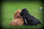 Engelse Cocker Spaniel pups, Dieren en Toebehoren, Honden | Retrievers, Spaniëls en Waterhonden, België, CDV (hondenziekte), 8 tot 15 weken