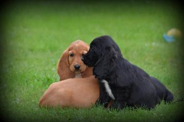 Engelse Cocker Spaniel pups beschikbaar voor biedingen