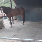 stalmatten stalmat paard pony paardenbox  25,95, Dieren en Toebehoren, Stalling