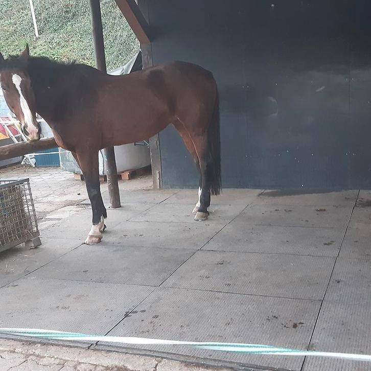 stalmatten stalmat paard pony paardenbox  25,95, Animaux & Accessoires, Box & Pâturages, Mise à l'étable