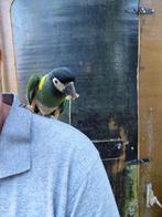 Half tamme geelnek ara man van 2022, Dieren en Toebehoren, Vogels | Overige Vogels