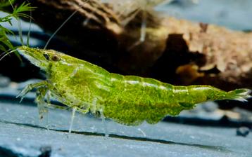 Light Green Jade (pure line) Garnalen Zoetwater Aquarium beschikbaar voor biedingen