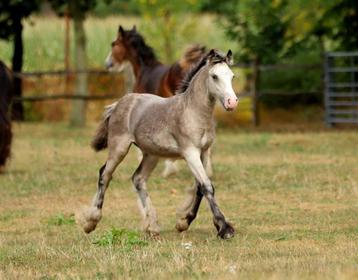 Prachtig buckskin Irish cob hengstveulen beschikbaar voor biedingen