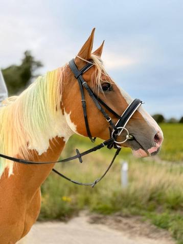 Leuk buitenrit maatje beschikbaar voor biedingen